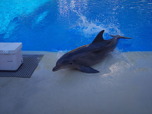Aufzucht von Delfinen
